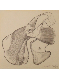 Anatomical Drawing : Dugong by Jonathan Kingdon