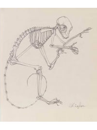 Anatomical Drawing : Galago Skeleton by Jonathan Kingdon