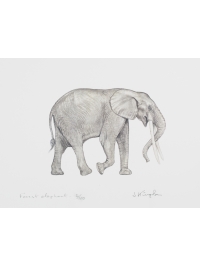 Forest Elephant by Jonathan Kingdon