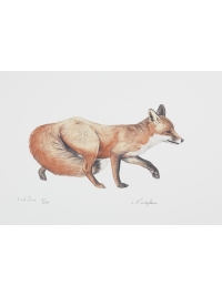 Red Fox by Jonathan Kingdon