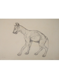 Anatomical Drawing : Spotted Hyena by Jonathan Kingdon