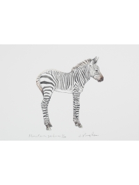 Hartmann's Mountain Zebra by Jonathan Kingdon