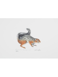 Fire-footed Rope Squirrel by Jonathan Kingdon