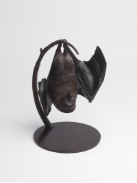 Lesser Mascarene Fruit Bat by Nick Bibby