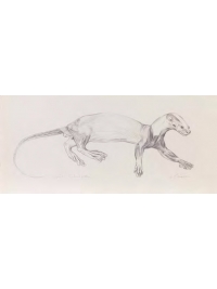 Anatomical Drawing : Spot - necked Otter by Jonathan Kingdon