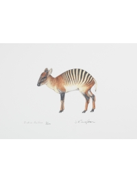 Zebra Duiker by Jonathan Kingdon