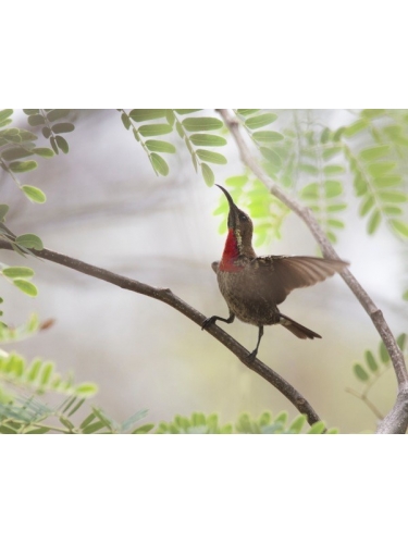 Juvenile Scarlet-chested Sunbird