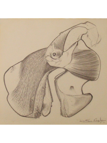 Anatomical Drawing : Dugong