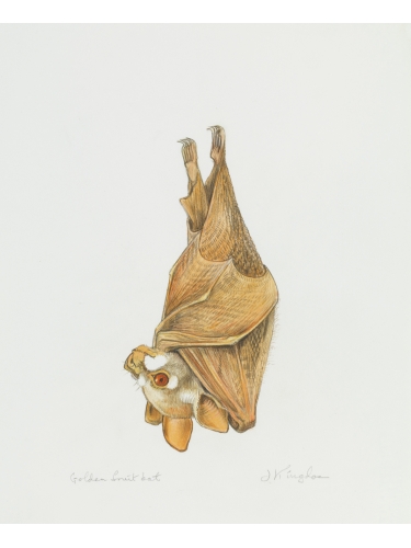 Golden Fruit Bat