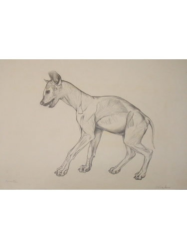 Anatomical Drawing : Spotted Hyena