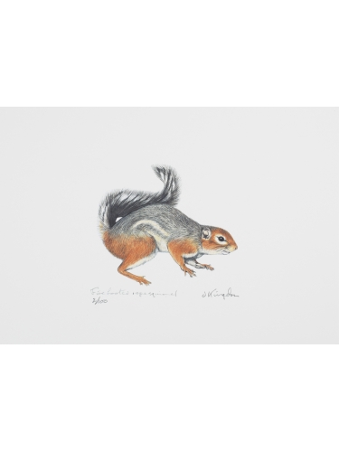 Fire-footed Rope Squirrel
