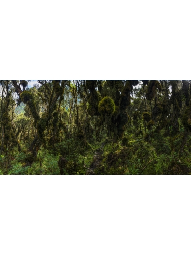 Nyamileju (Forest of Giant Heather)