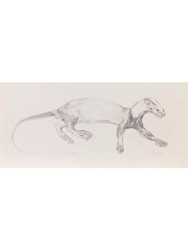 Anatomical Drawing : Spot - necked Otter