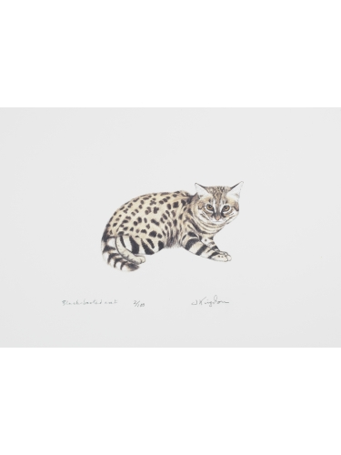 Black - footed Cat