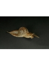 Carinata Snail