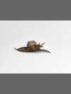 Carinata Snail by Nick Bibby