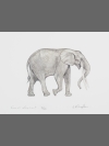 Forest Elephant by Jonathan Kingdon