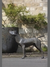Standing Hound by Terence Coventry