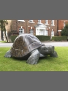 Tortoise by Michael Cooper